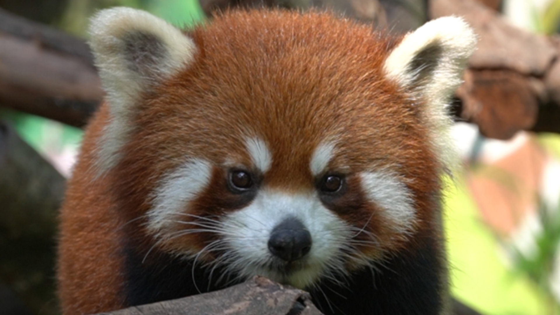 #小熊猫贝果# 这么好奇，咋的你也想去对面打螺丝啊？