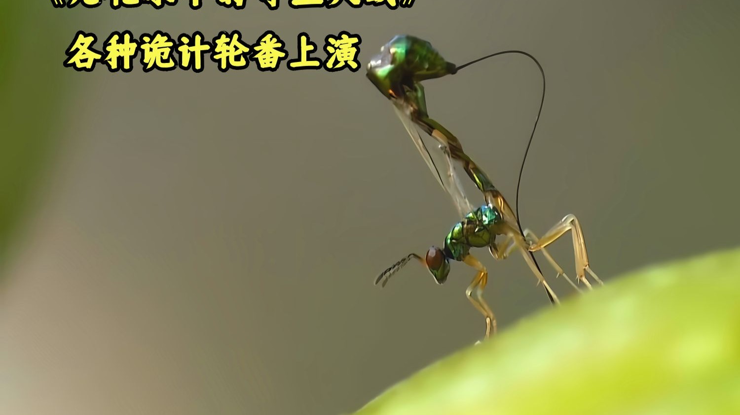 小小的无花果里暗藏杀机，狭小的空间各种寄生诡计轮番上演。
