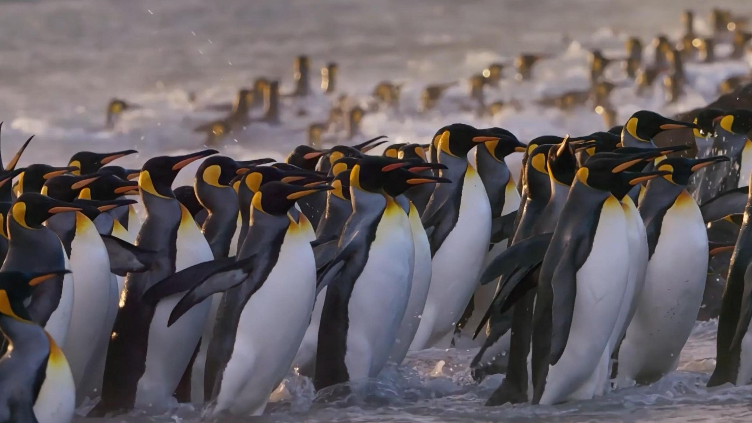 “冰原上的两种厚重，呼吸撞碎雪粒”