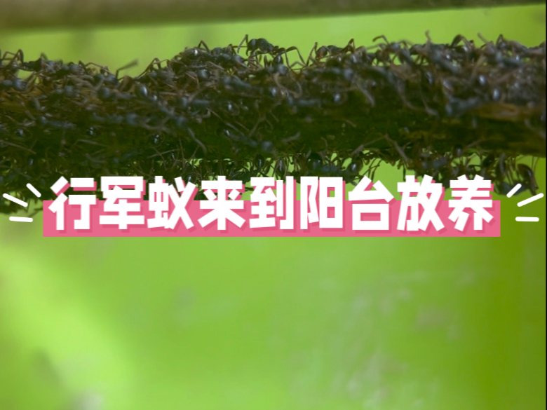 阳台小花园又迎来了大群行军蚁，各蚂蚁又会发生什么故事？