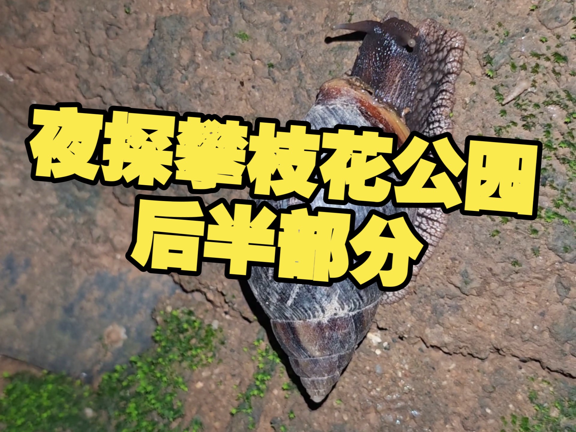 再次夜探攀枝花公园后半夜故事，萤火虫挺多的啊