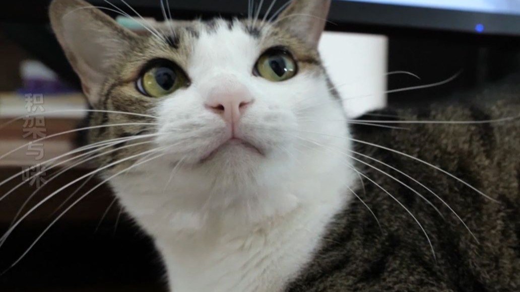 夹子猫在练习唱歌