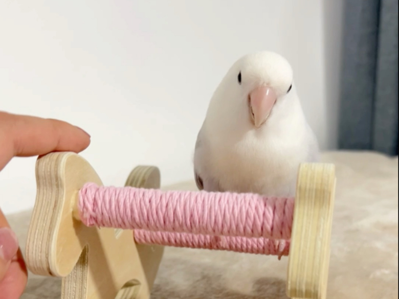 八万：万鸟迷系统已绑定