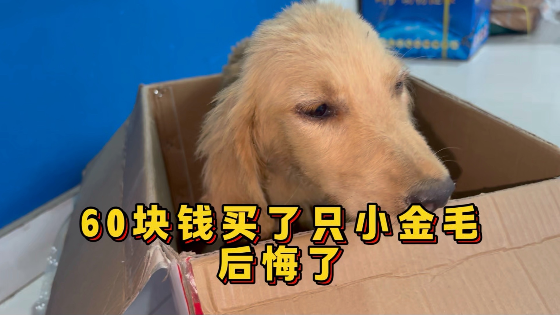 农村沉浸式当“狗皇帝”的日常！60块钱买了只小金毛，后悔了！