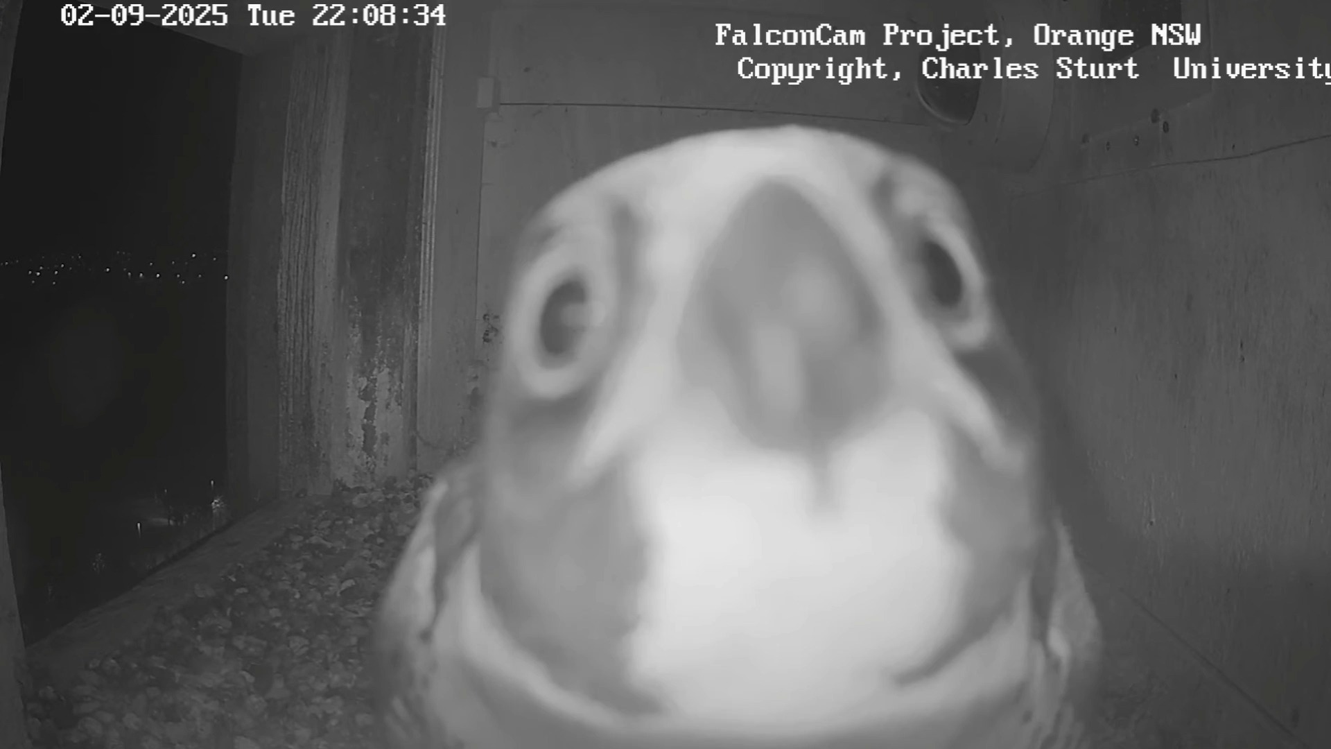 2025.9.2 好饿啊，这个好像能吃？叨一口看看