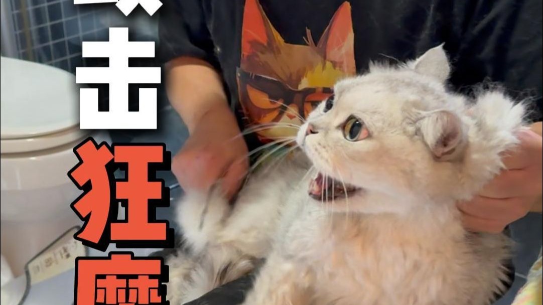 战神两字还得“银渐层”才配，洗的人都麻啦！