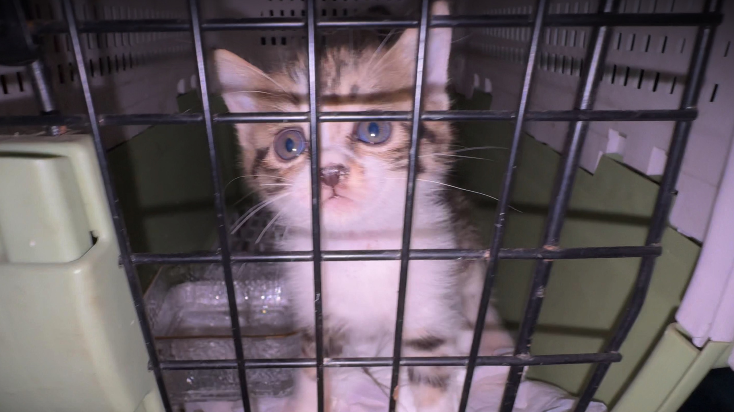 到底有多绝望？小猫被困天花板铁钉棺材！