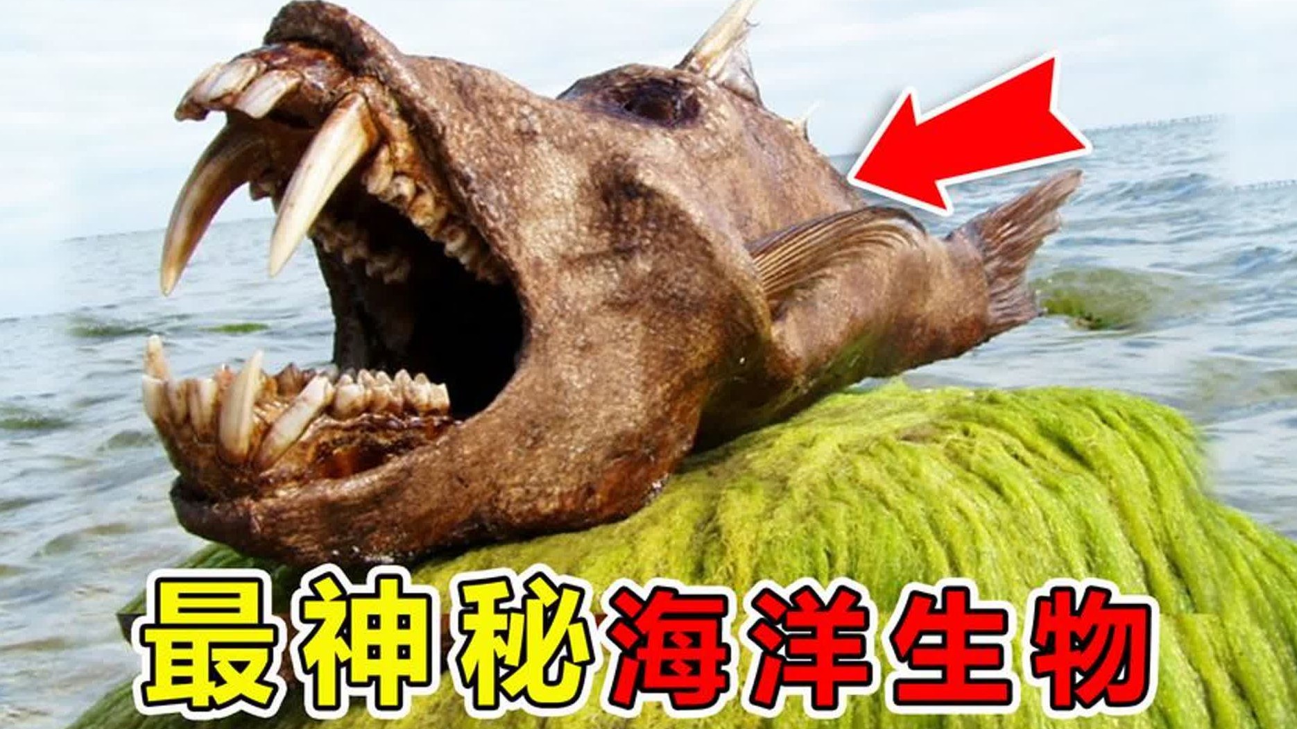 马里亚纳海沟“最罕见”的10大生物，生活在8000米海底