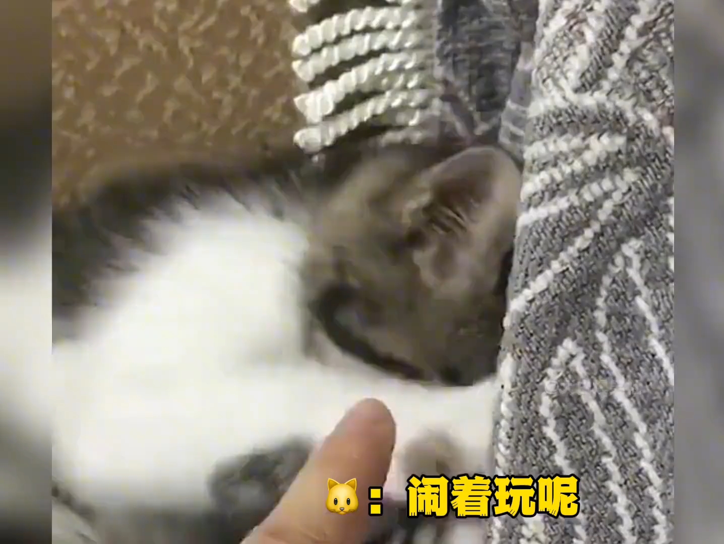 盘点那些能听懂人话的猫狗