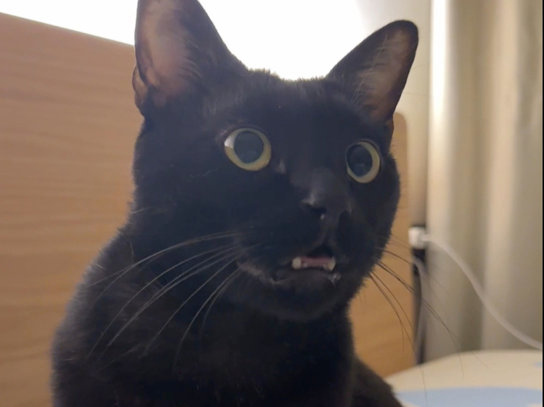 躲猫猫～