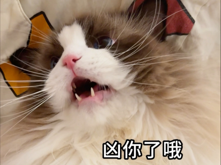 猫猫如果不刷牙 那不是嘴巴滂凑！