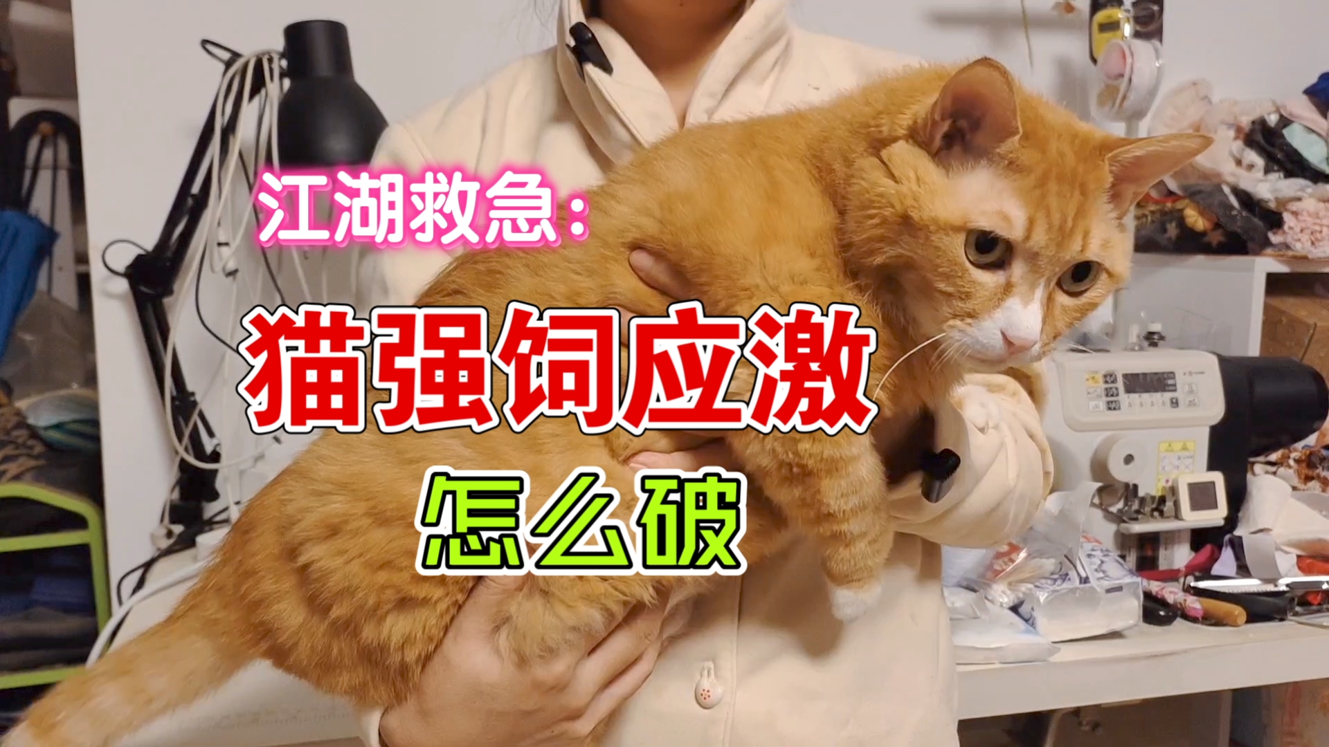 求助：猫咪强饲应激怎么破