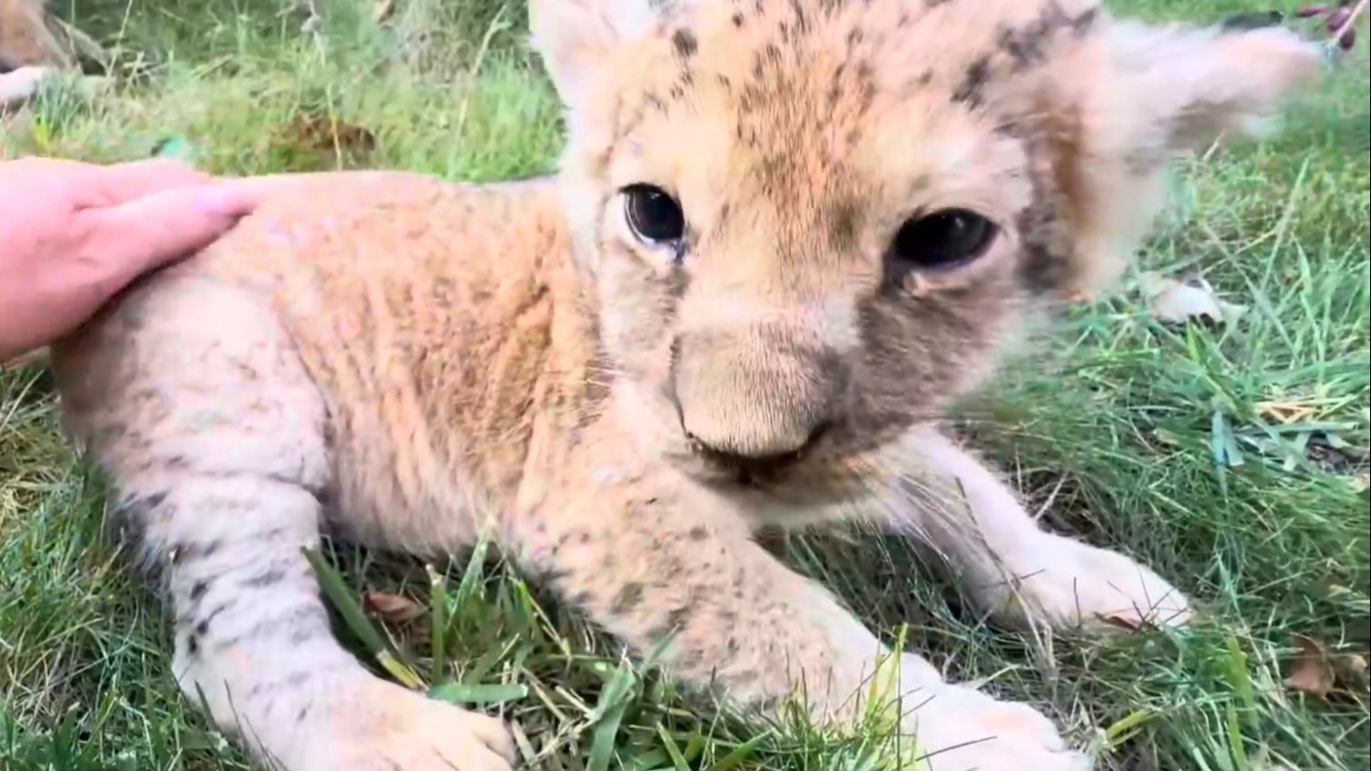 小狮子宝宝，你是一只猫猫虫！