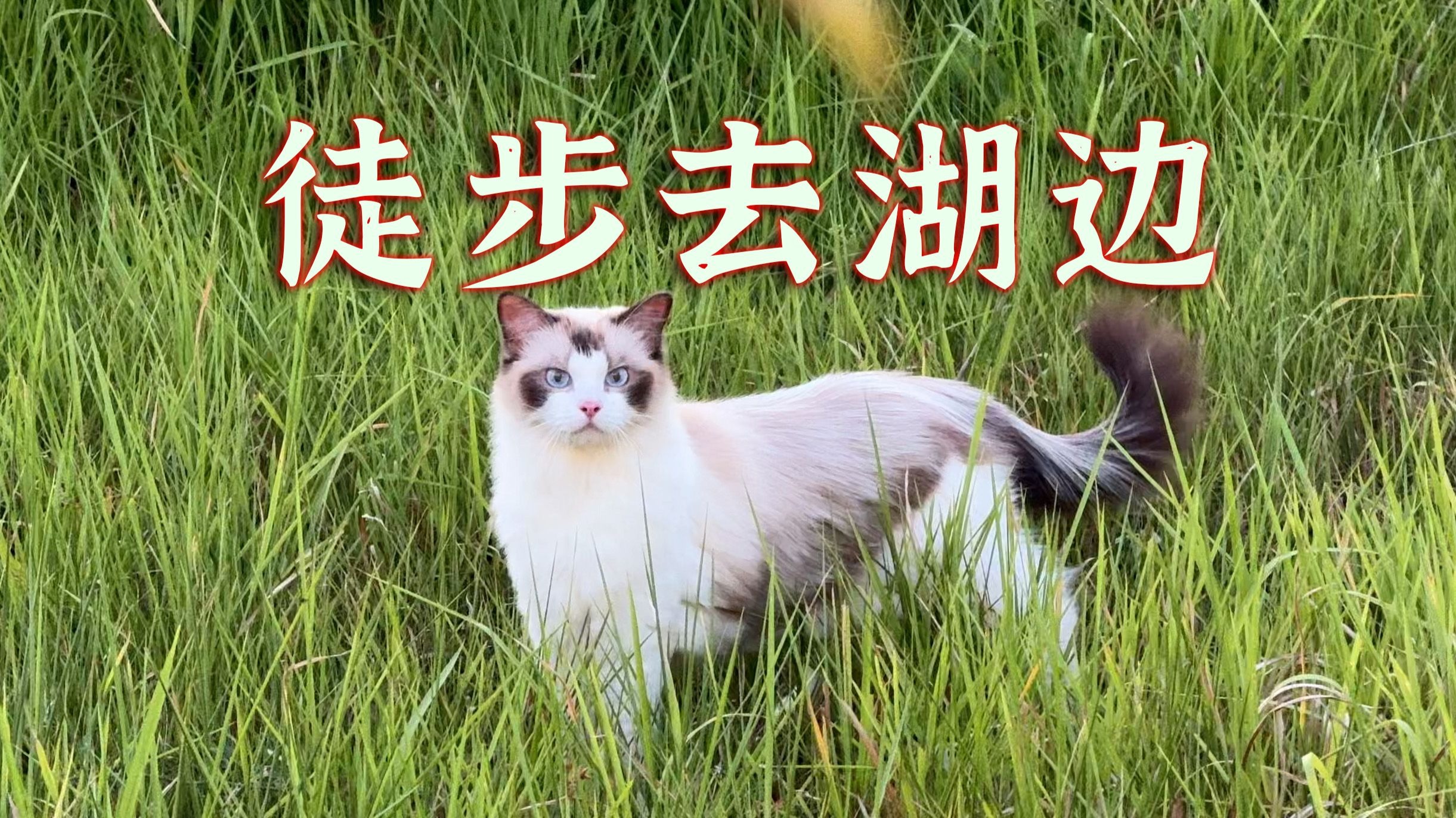 不爱运动的猫，会胖成猪哦