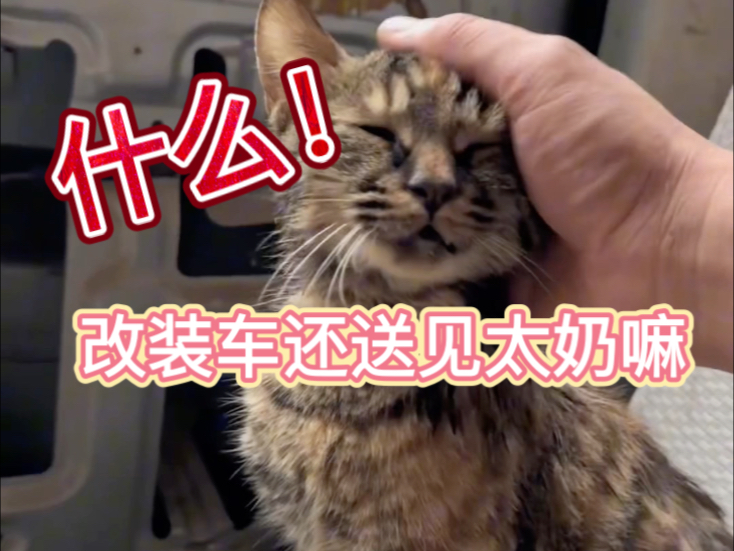 改装车辆 送给流浪猫一个温暖的家