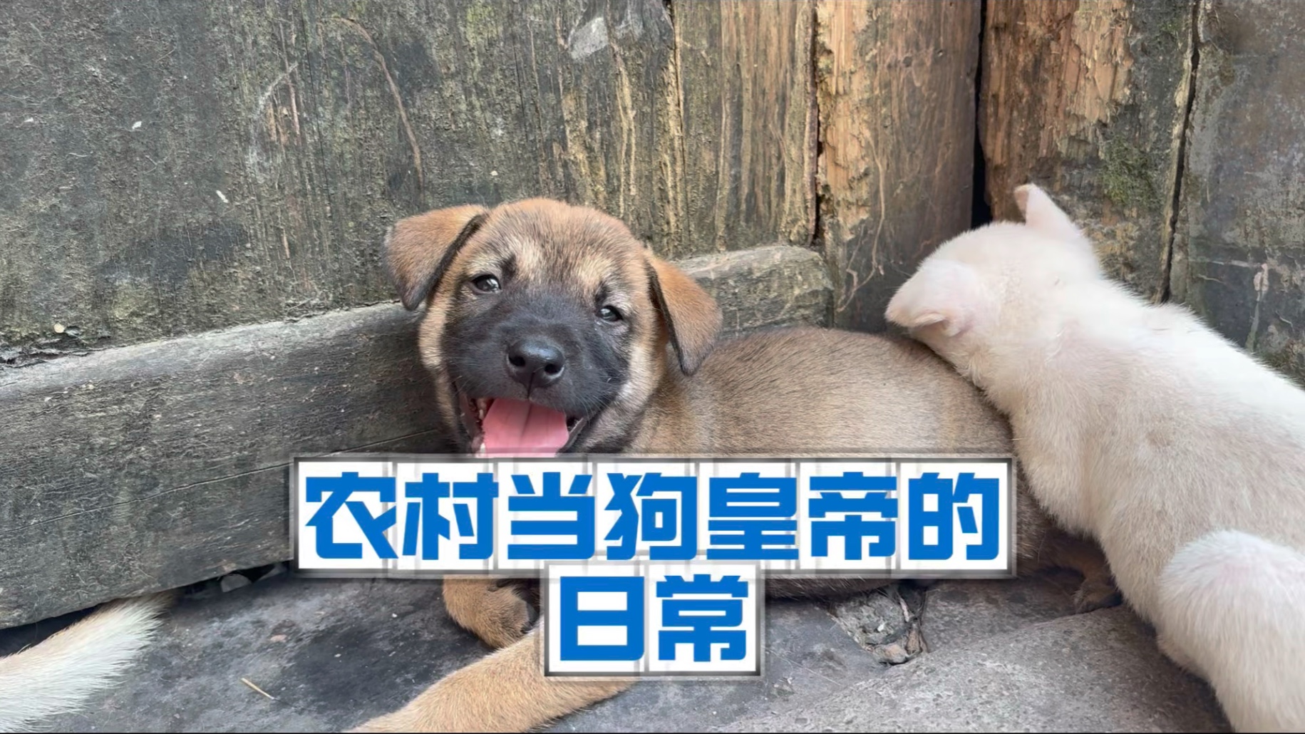 农村体验当“狗皇帝“的日常！大黄半夜跑来房里睡觉，愁坏了！