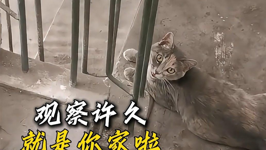 原来猫能分辨人的好坏，怀孕的猫妈一直爬楼，最终停在这家不走了
