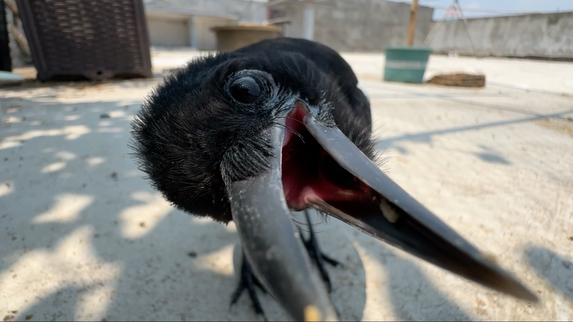 我也怀疑它是摊上事了，所以才不出门