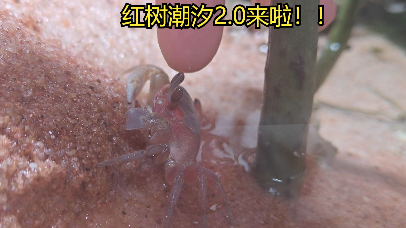 时隔两年  第二口红树潮汐缸终于阶段性完成