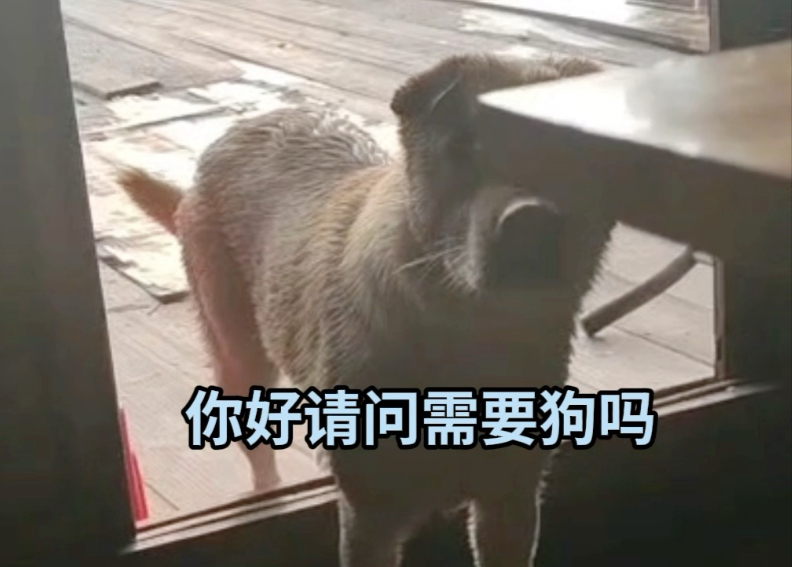 当一条海狗想上岸，她都要经历什么