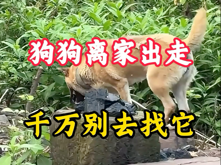 狗狗离家出走，千万别去找它！