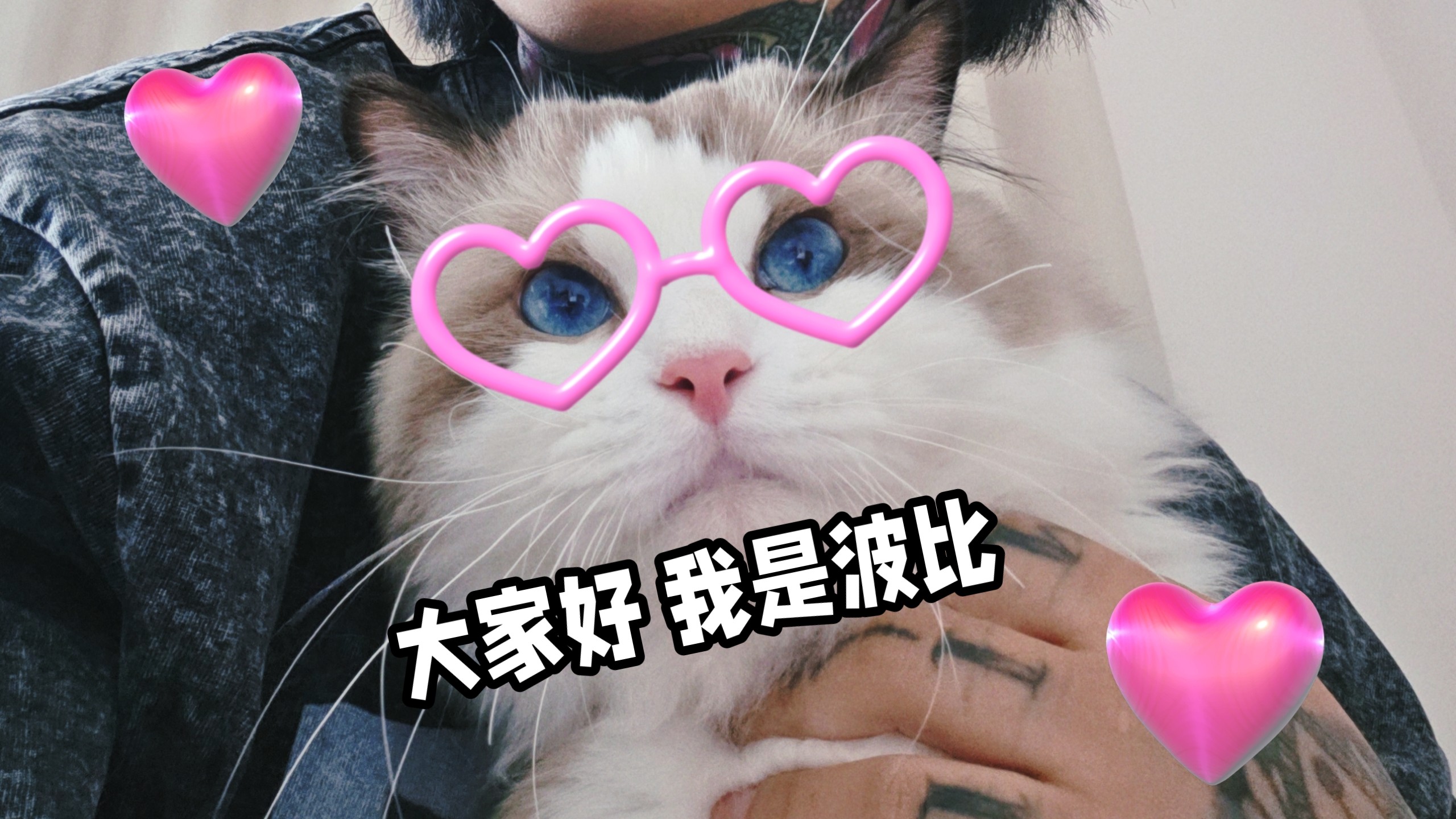 波比：鲨鱼冻干啥玩意儿？ 终于安顿好新家了 洗澡 捉蝉 情绪稳定