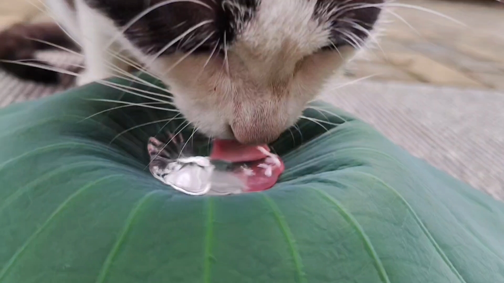 非沉浸式小猫喝水（加水溜号版）