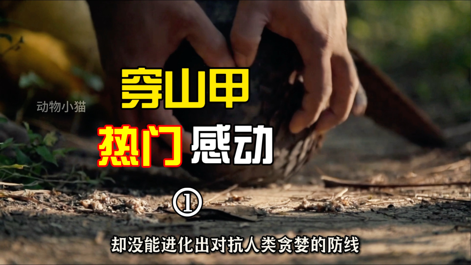 人类抚养长大的穿山甲有什么不一样呢