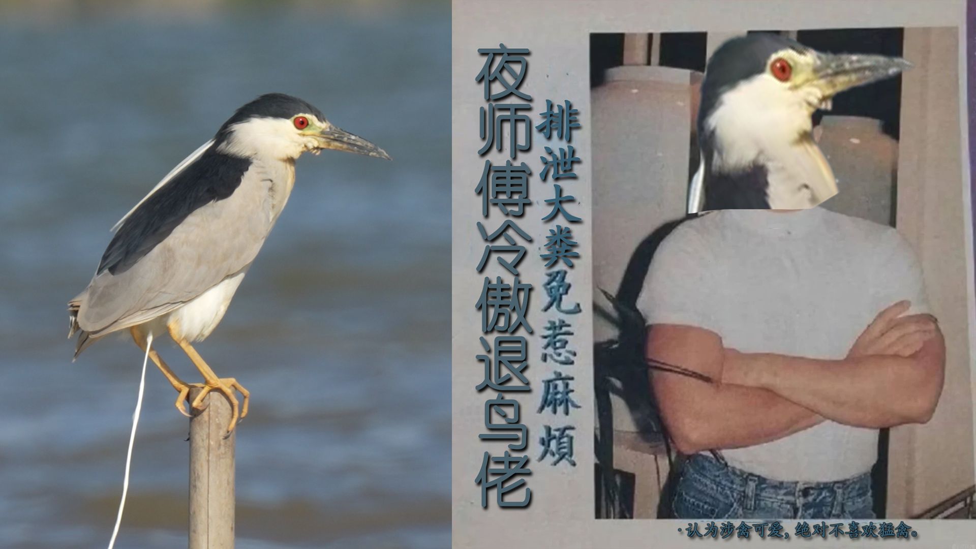 排泄大奋免惹麻烦，夜鹭冷傲退鸟佬