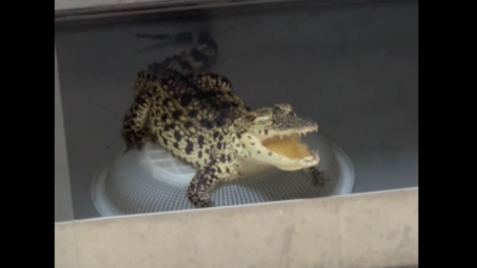 【鳄鱼阿斗】得此好鳄，又有何求。