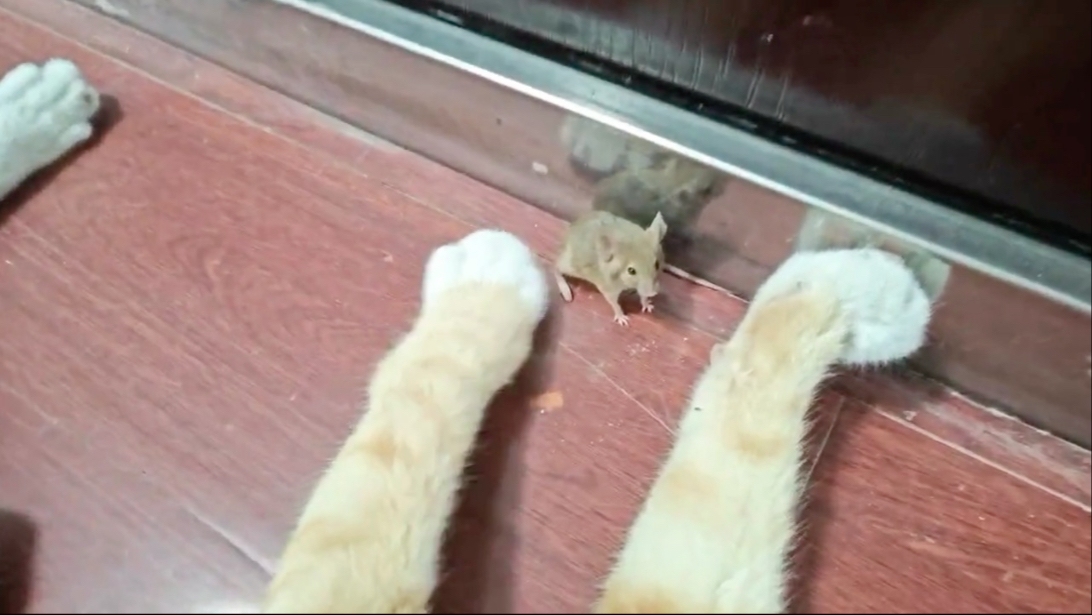 汤姆和杰瑞现实重现啊，猫咪把小老鼠当玩具在耍
