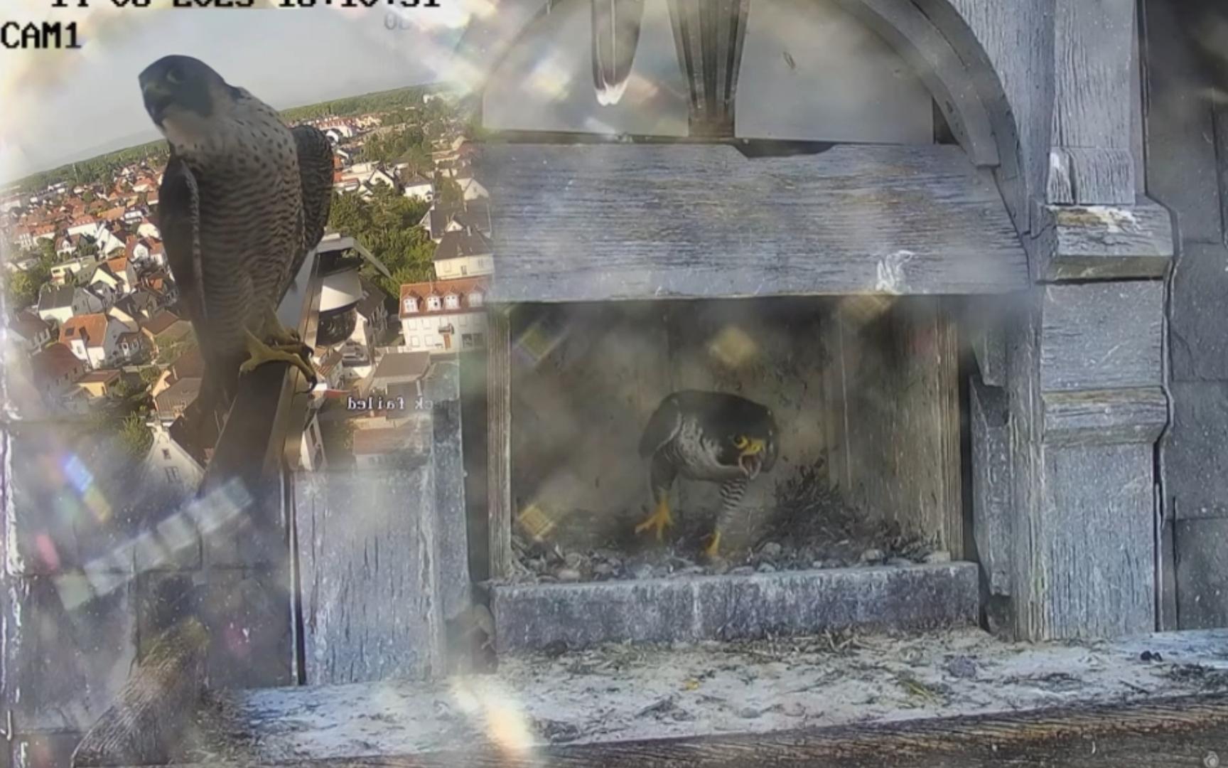 乌拉露头咯啾,龙妹嘎嘎报警回应 250815