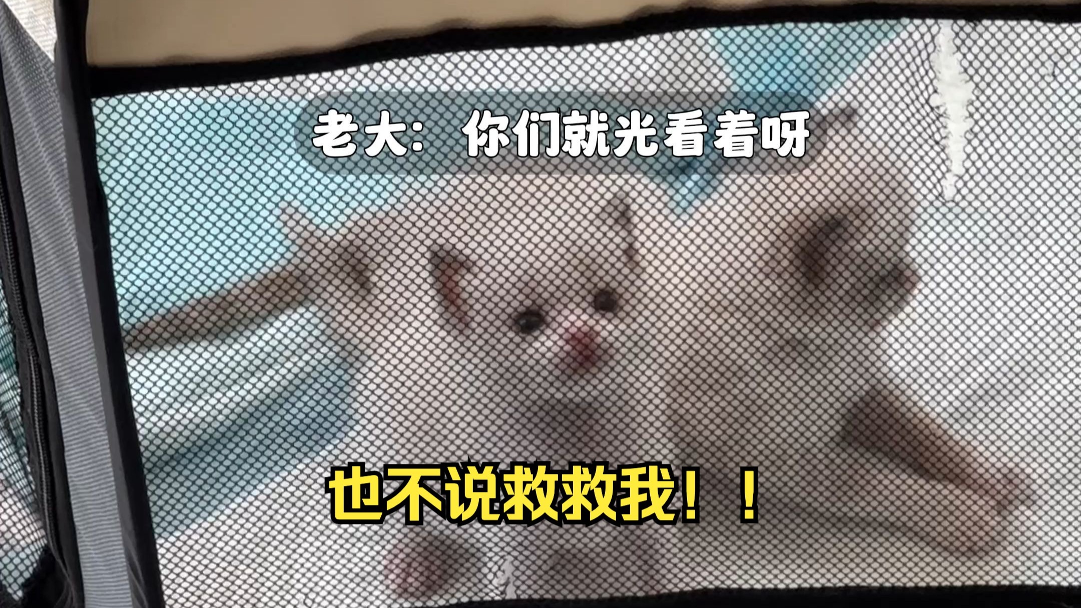 快来看小猫长大啦！！