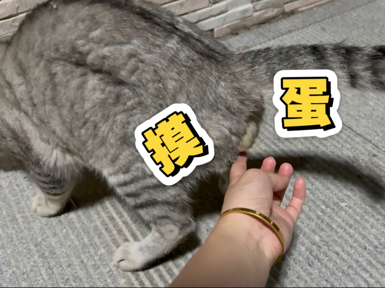 哈哈哈哈，摸蛋慢动作（小猫咪有蛋很好摸！）