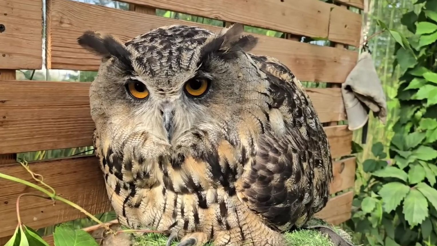 “鸡舍”要除草，进屋了Yoll