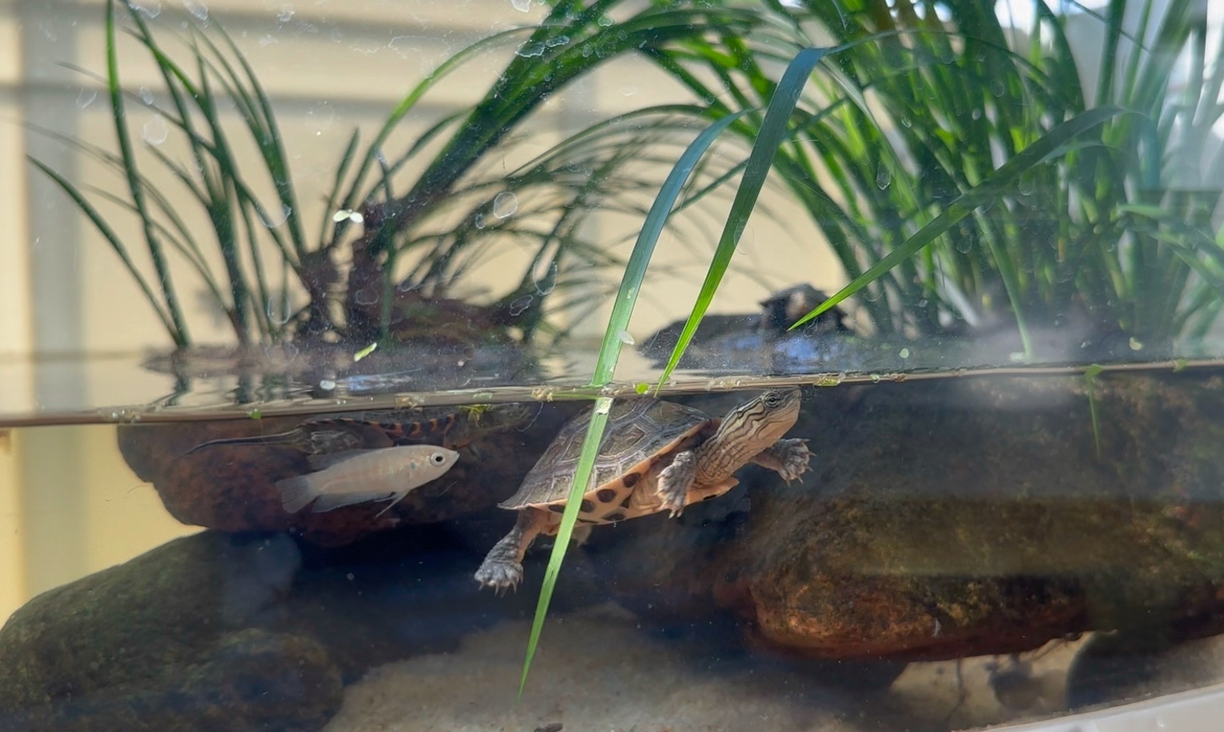 新开了一个龟苗小缸～