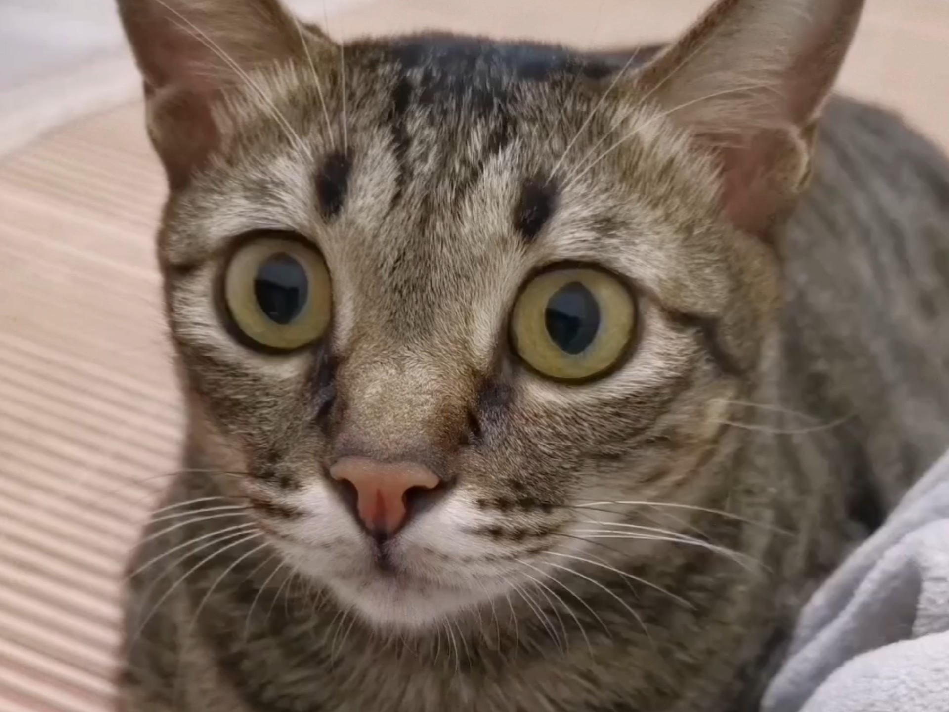 喵师傅：可可爱爱古古怪怪就是我。