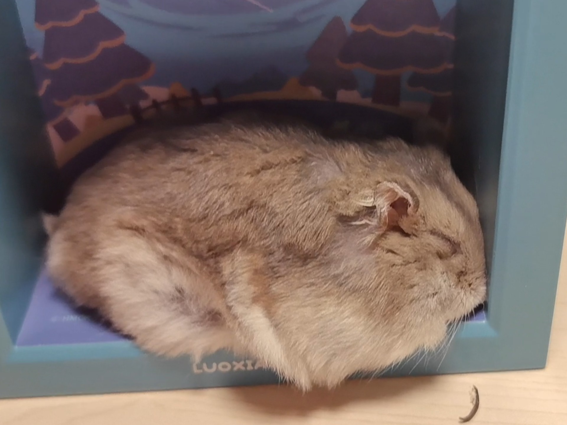 无意义骚扰熟睡鼠视频一则