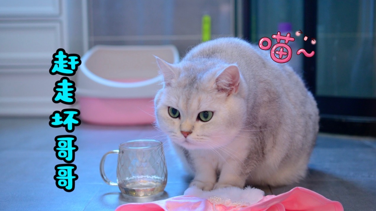 小猫咪用针扎妹妹，被妹妹设计赶走