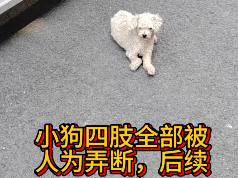 小狗四肢被人为全部弄断手术后续！