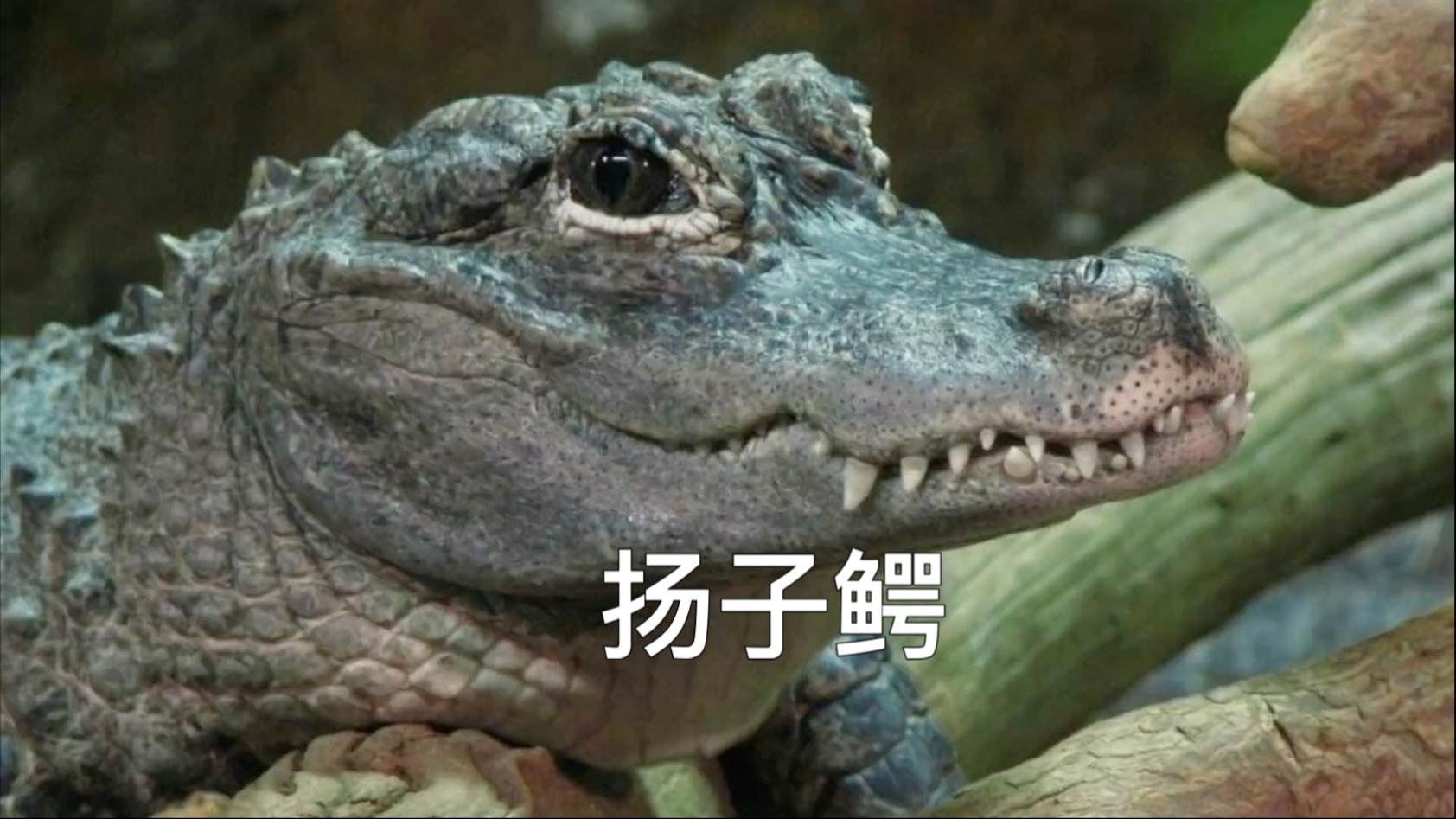 中国独有的萌系鳄鱼，你见过吗？
