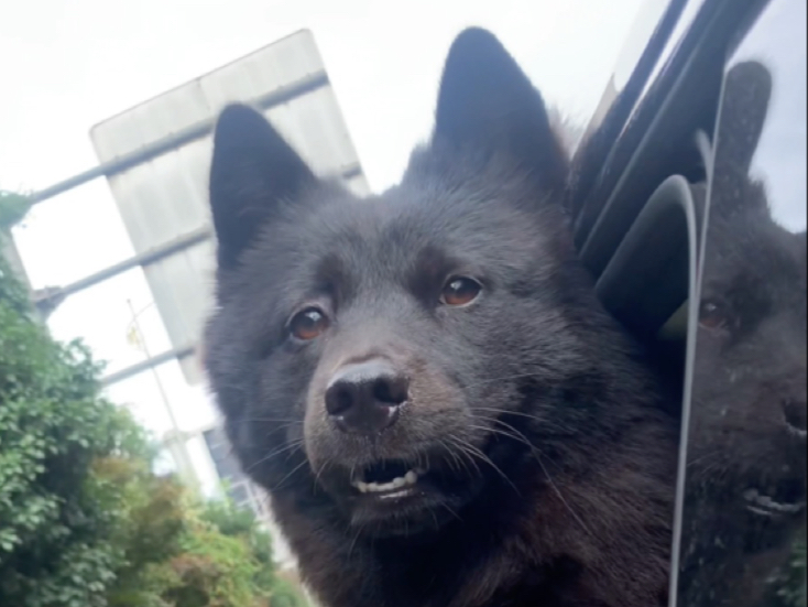 第一次带小狗去旅行，她好乖