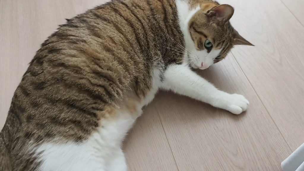 胖猫偷零食！幸好监控拍下了全过程！