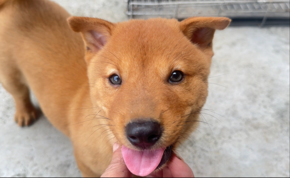 到朋友挑了两条性格温顺又亲人的小黄狗，被它的笑容治愈谁看了