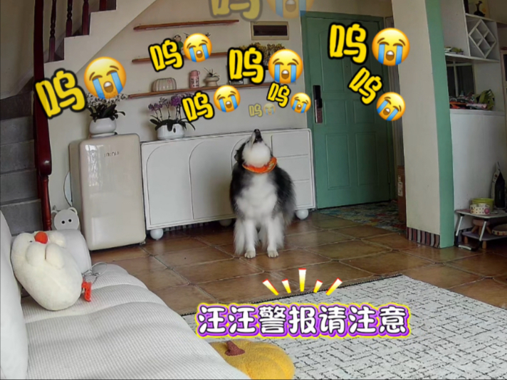 养了这么个妈宝，恐怕是找不到对象了！！