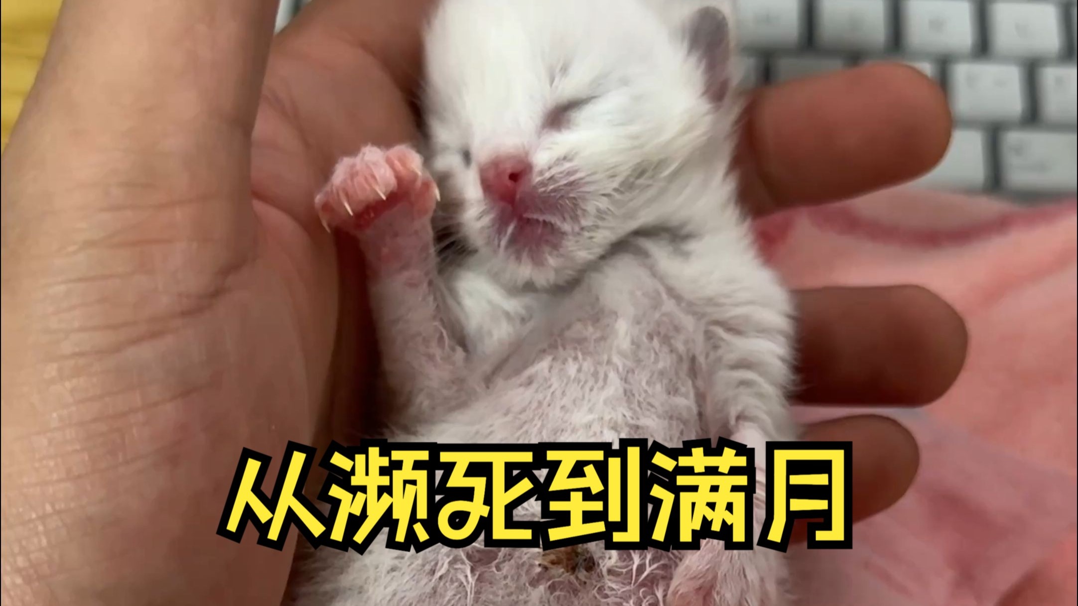 小猫出生第27天，从危险期到满月