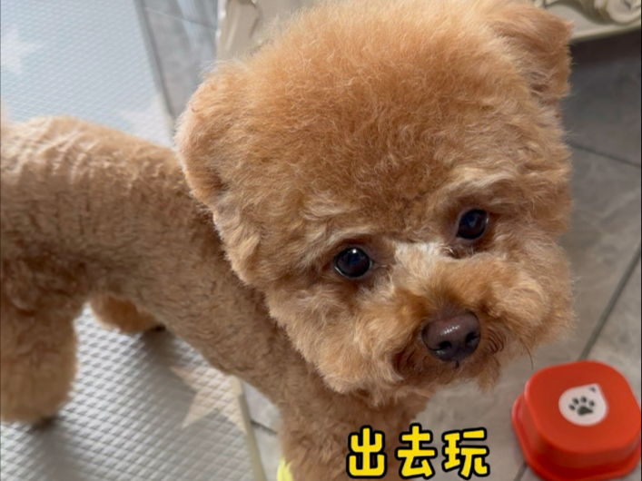 自从小狗会“说话”，都会提要求啦！