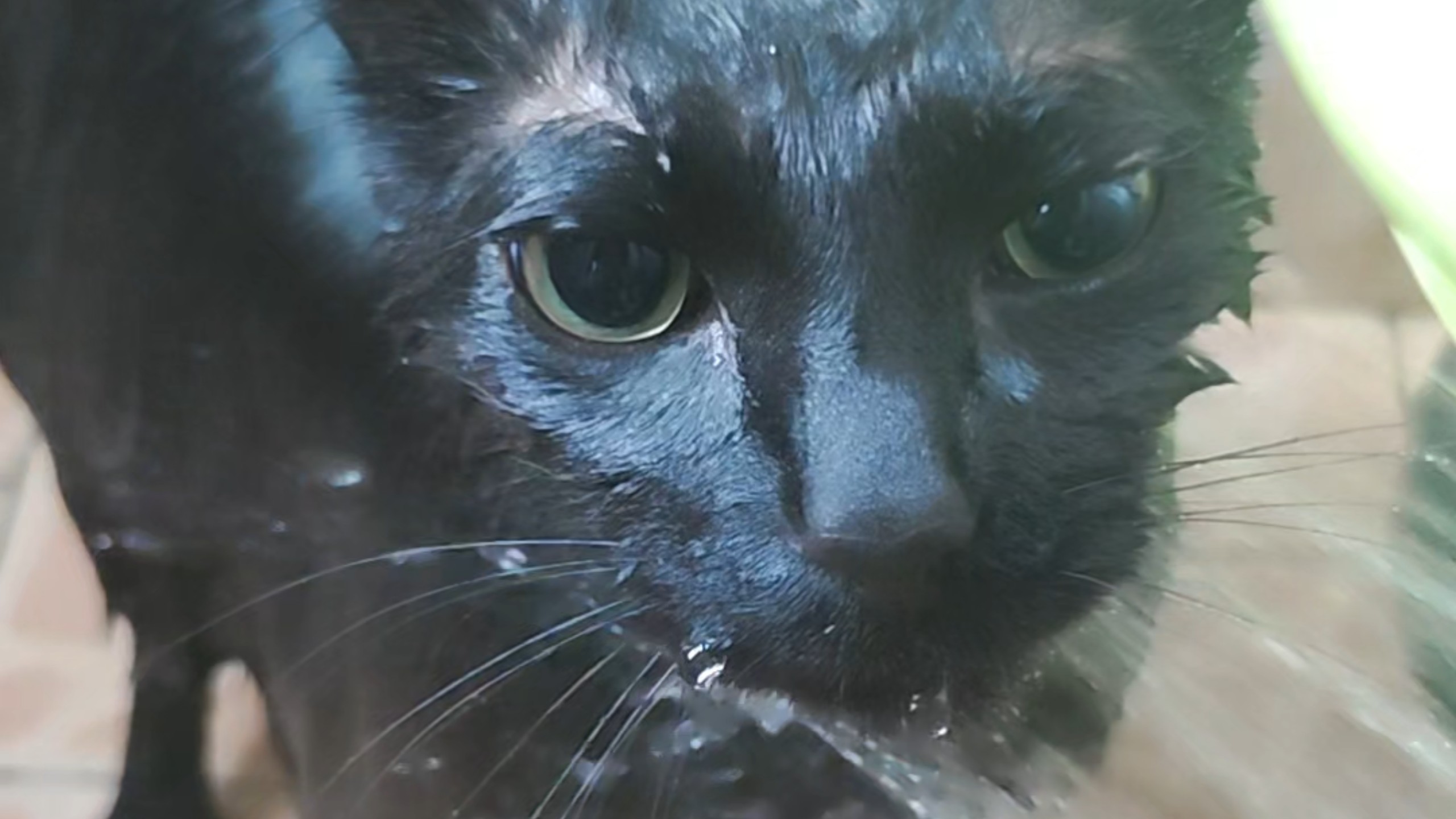 喵规则 迅喵 被怪叫魔女抓去洗澡最不耐烦的一吉