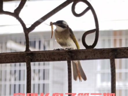 记得要关窗，不然家里会长鸟（第二期）