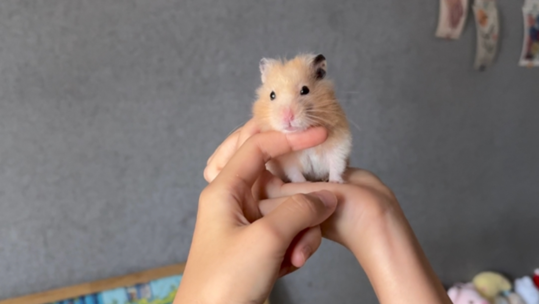 完全是掌上明鼠一只